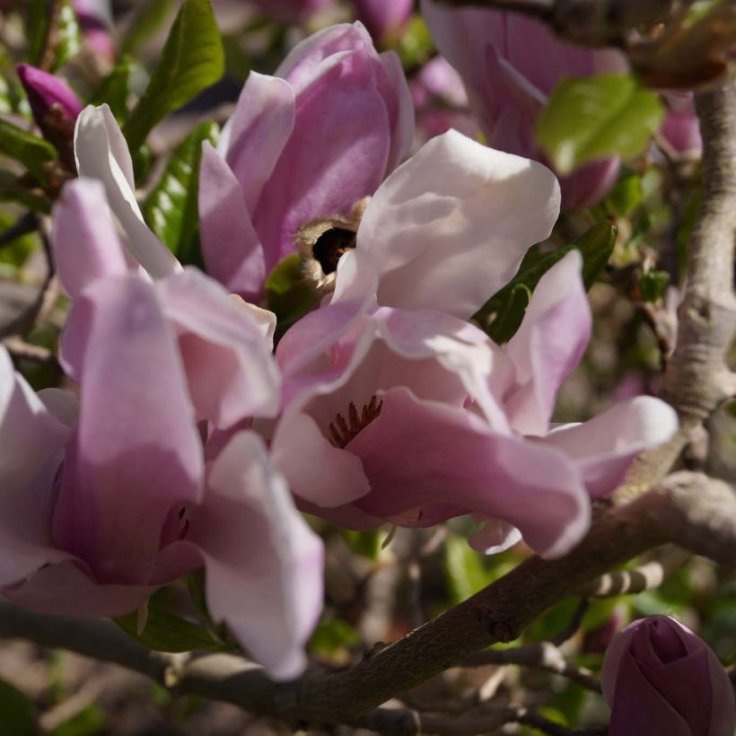 Magnolia George Henry Kern (Fioritura)