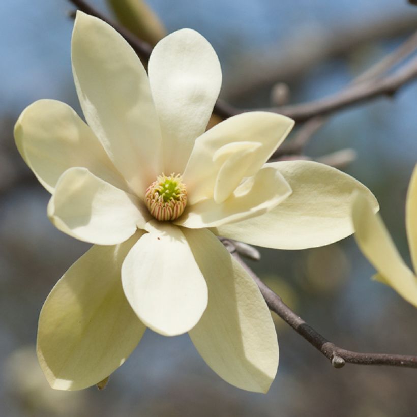 Magnolia Gold Star (Fioritura)