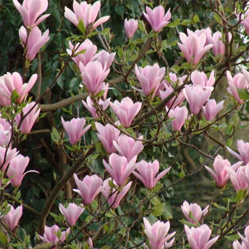 Magnolia Heaven Scent (Fioritura)