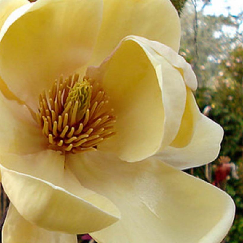 Magnolia Honey Tulip (Fioritura)