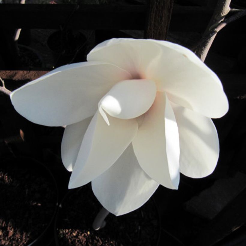 Magnolia Manchu Fan (Fioritura)