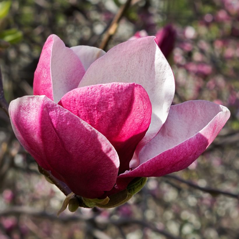 Magnolia March Till Frost (Fioritura)