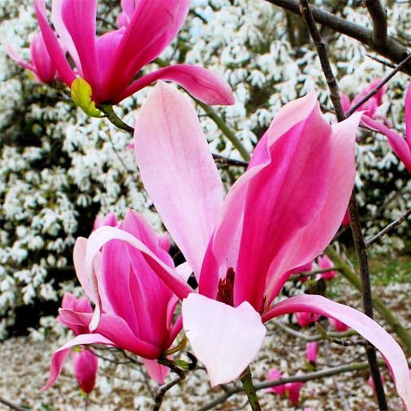 Magnolia Spectrum (Fioritura)