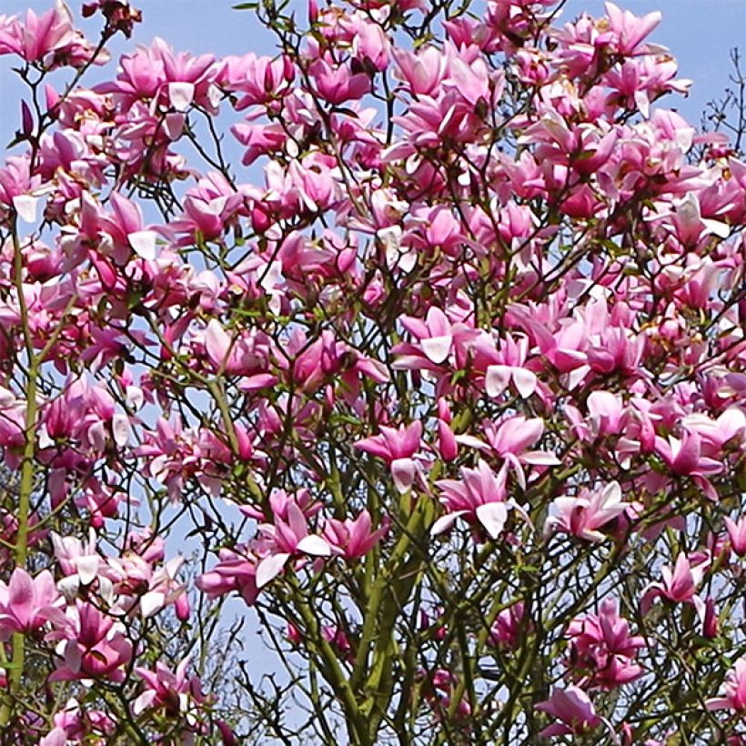 Magnolia Star Wars (Fioritura)