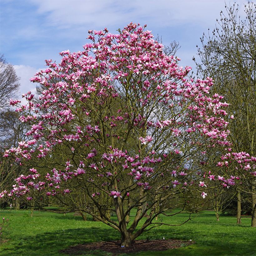 Magnolia Star Wars (Porto)