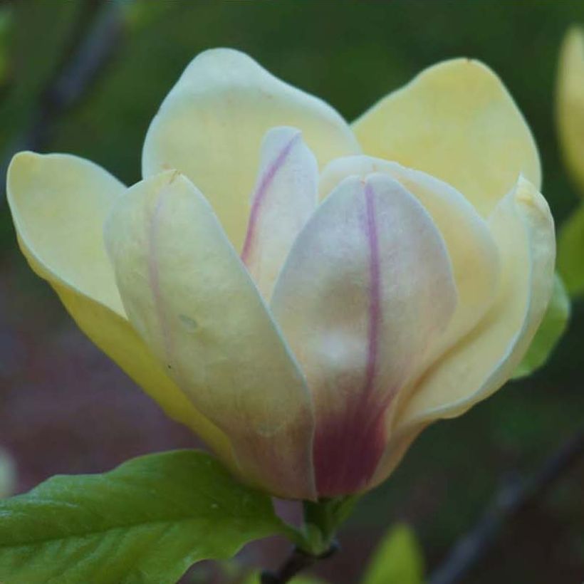 Magnolia Sunsation (Fioritura)