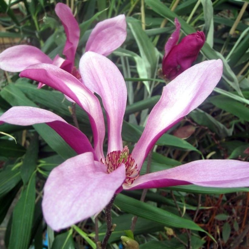 Magnolia Susan (Fioritura)