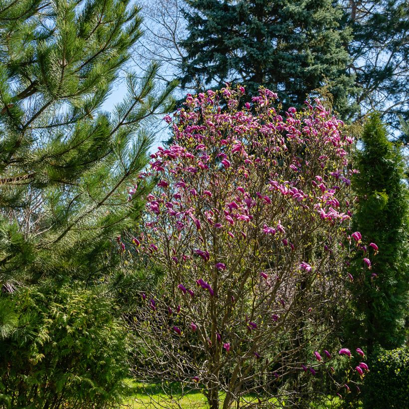 Magnolia Susan (Porto)