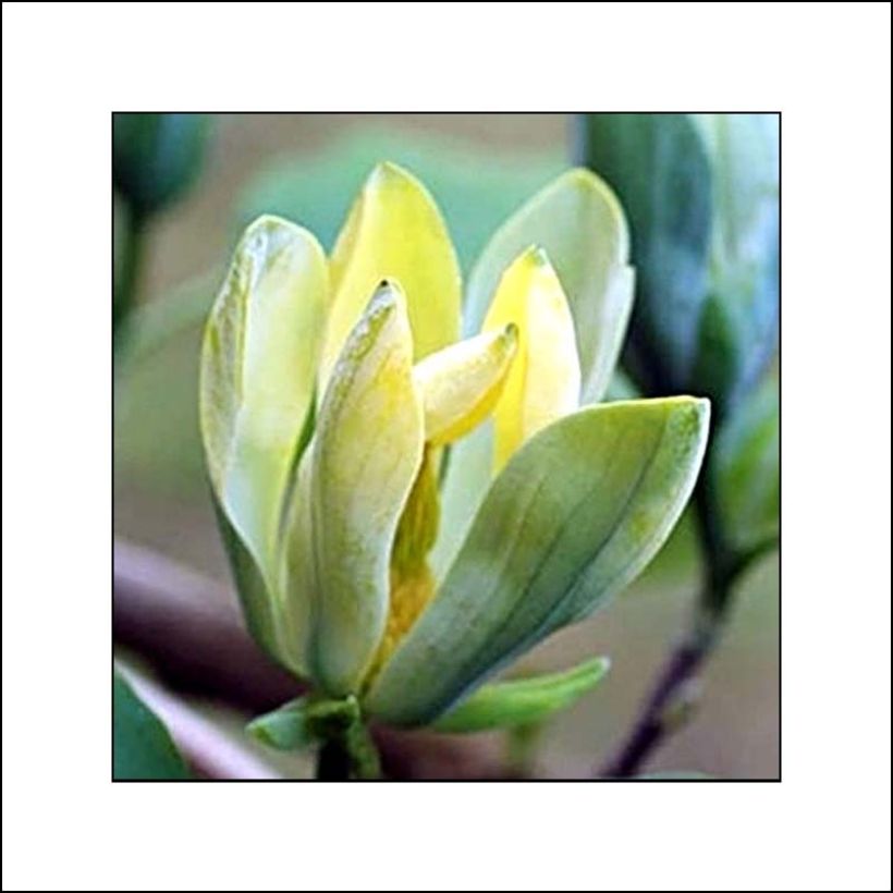 Magnolia acuminata Blue Opal (Fioritura)