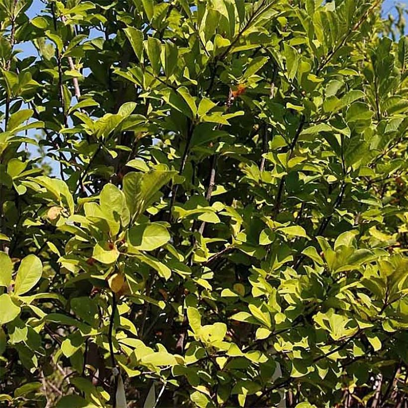 Magnolia acuminata Butterflies (Fogliame)