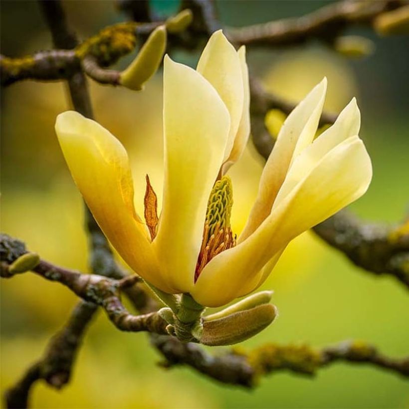 Magnolia acuminata Butterflies (Fioritura)