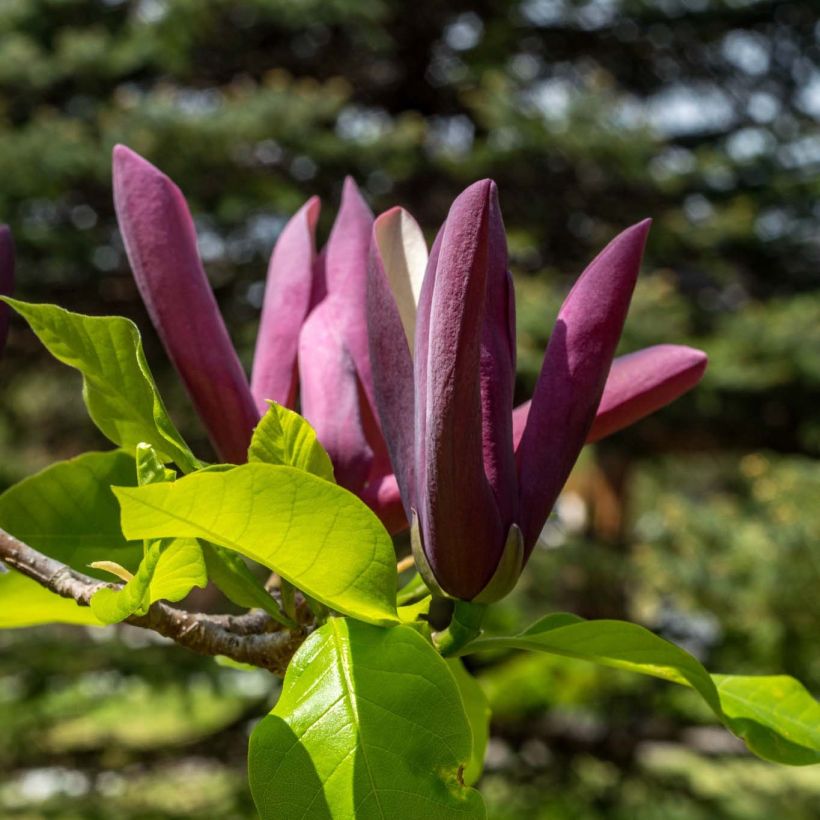 Magnolia Black Beauty (Fioritura)