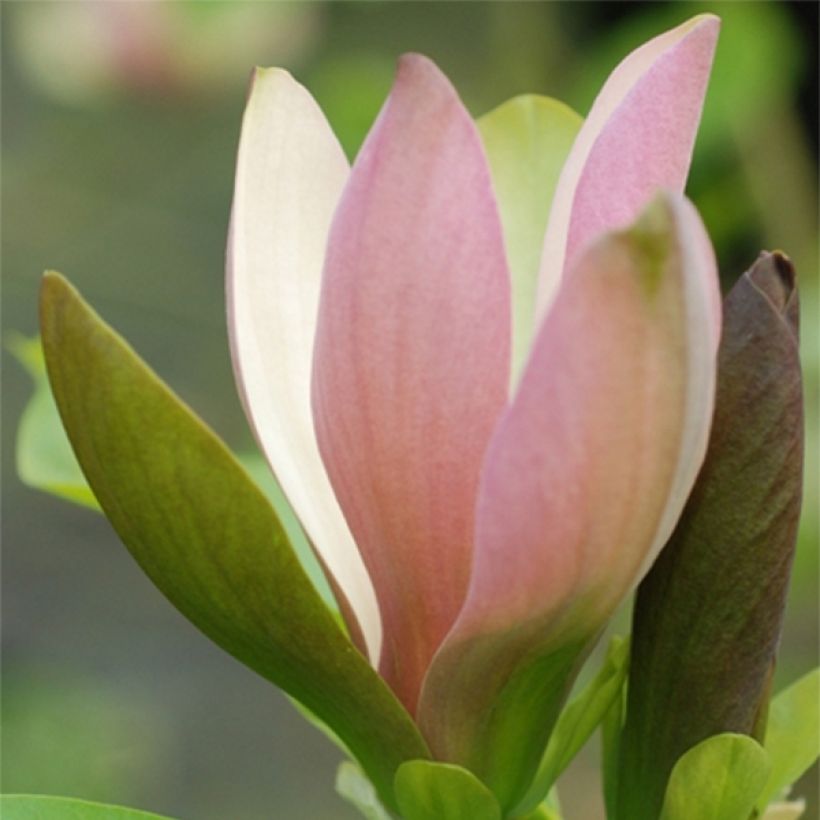 Magnolia Eva Maria (Fioritura)