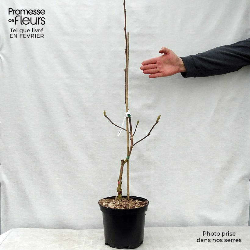 Magnolia brooklyniensis Yellow Bird en pot de 3L/4L esemplare consegnato in inverno