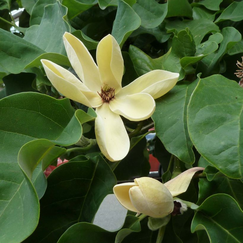 Magnolia Yellow Bird (Fioritura)