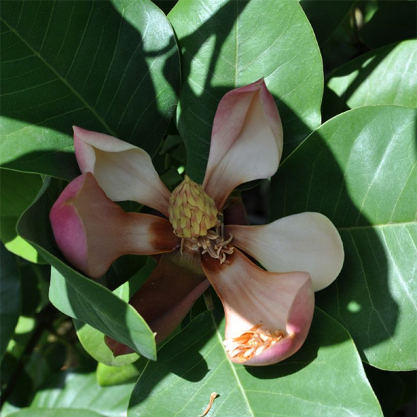 Magnolia delavayi (Fioritura)