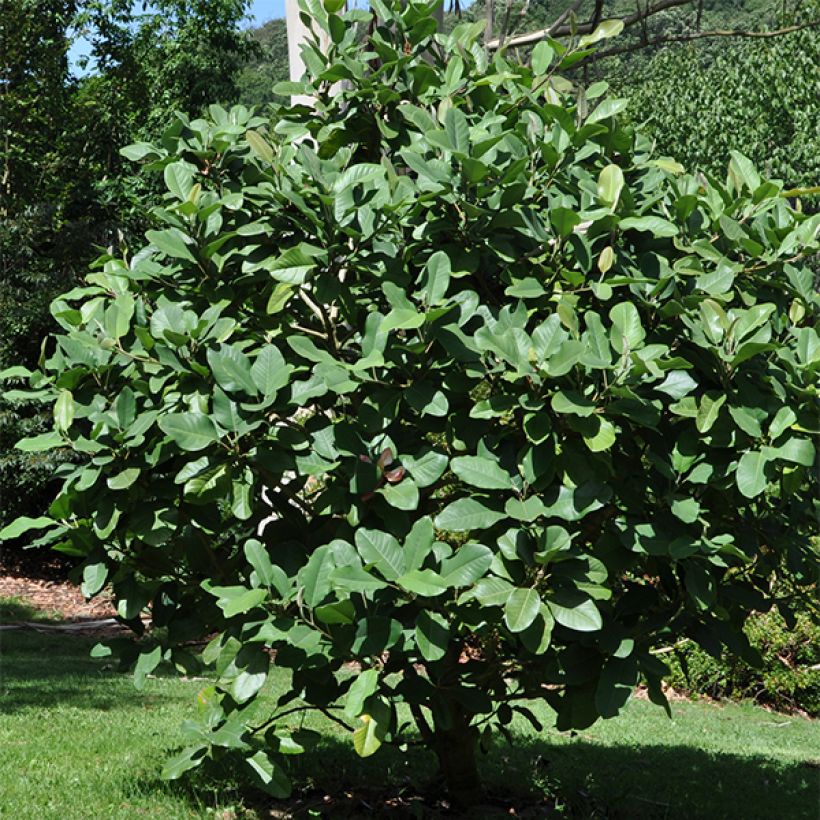 Magnolia delavayi (Porto)