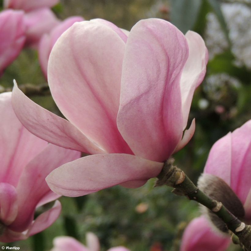 Magnolia denudata Festirose (Fioritura)