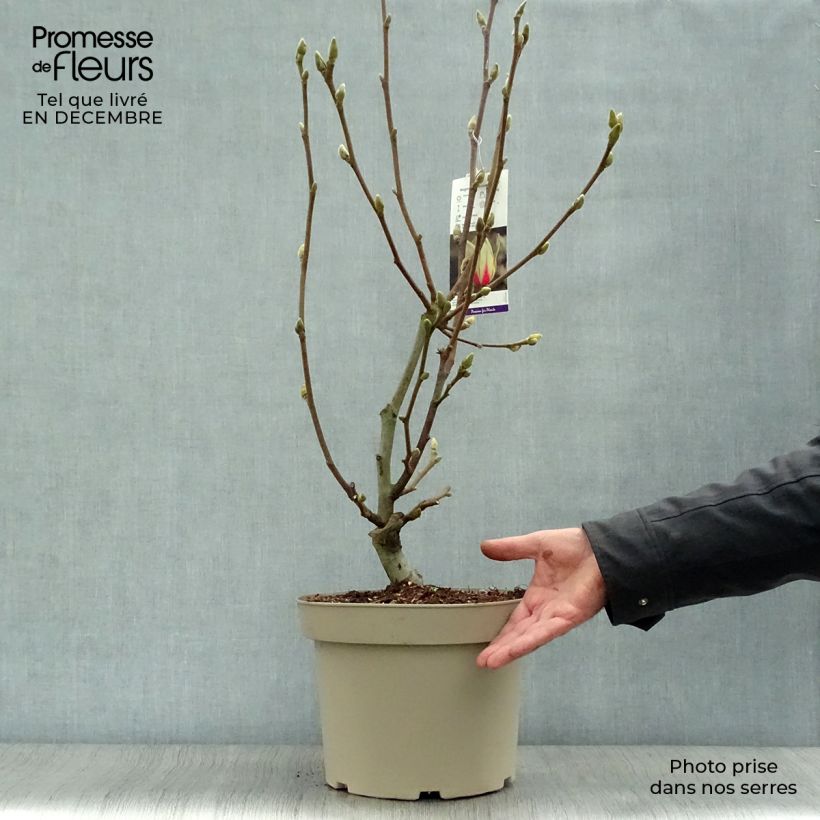 Magnolia denudata Sunrise Pot de 3L/4L esemplare consegnato in inverno