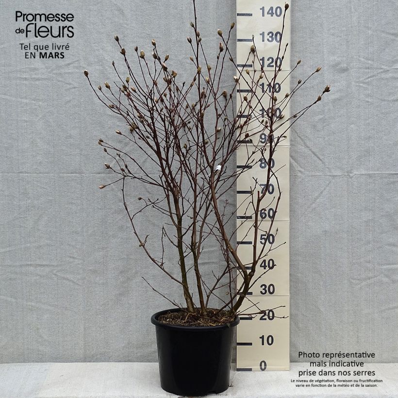 Magnolia étoilé - Magnolia stellata Waterlily en pot de 7.5L/10L esemplare consegnato in inverno