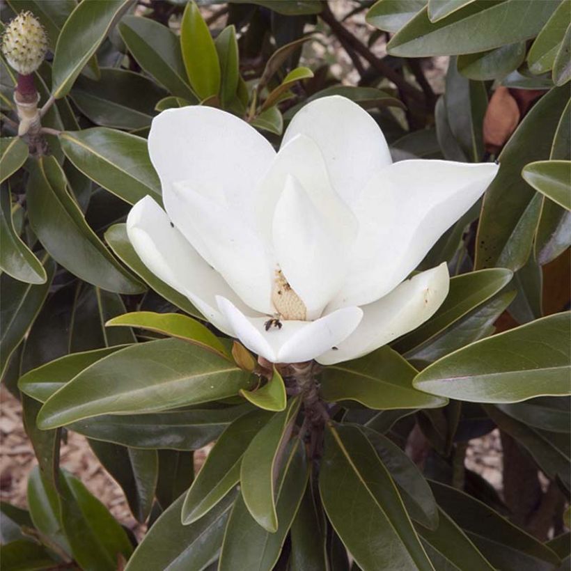 Magnolia grandiflora Alta (Fioritura)