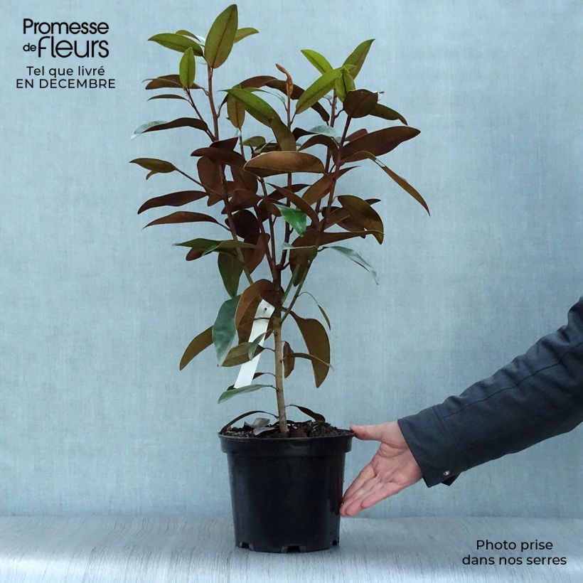 Magnolia grandiflora Alta - Pot de 4L/5L esemplare consegnato in inverno