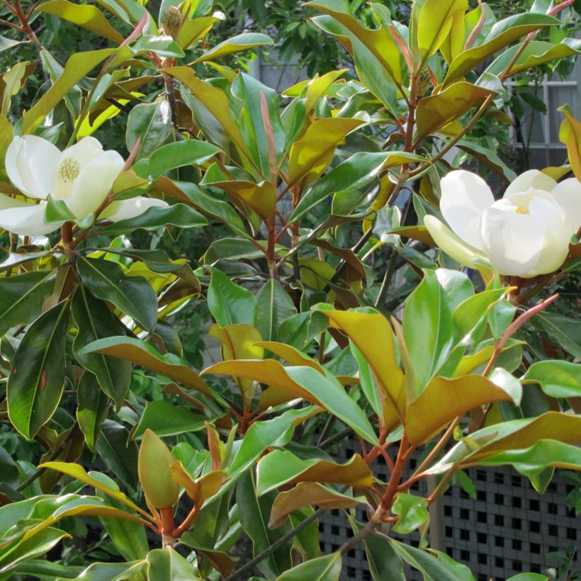 Magnolia grandiflora Bracken's Brown Beauty (Fogliame)