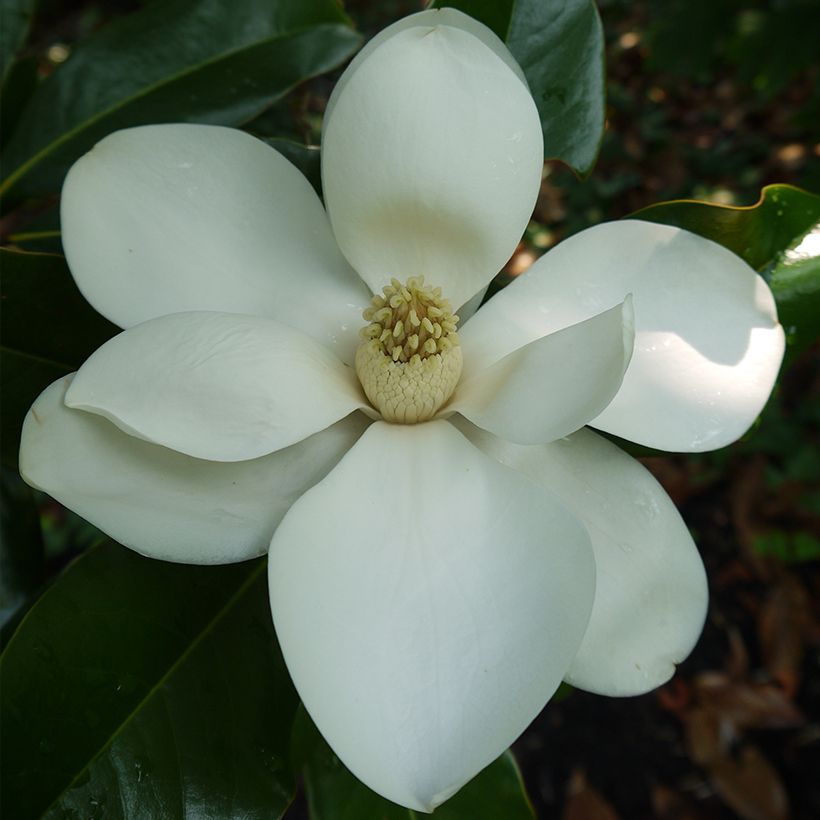 Magnolia grandiflora Bracken's Brown Beauty (Fioritura)