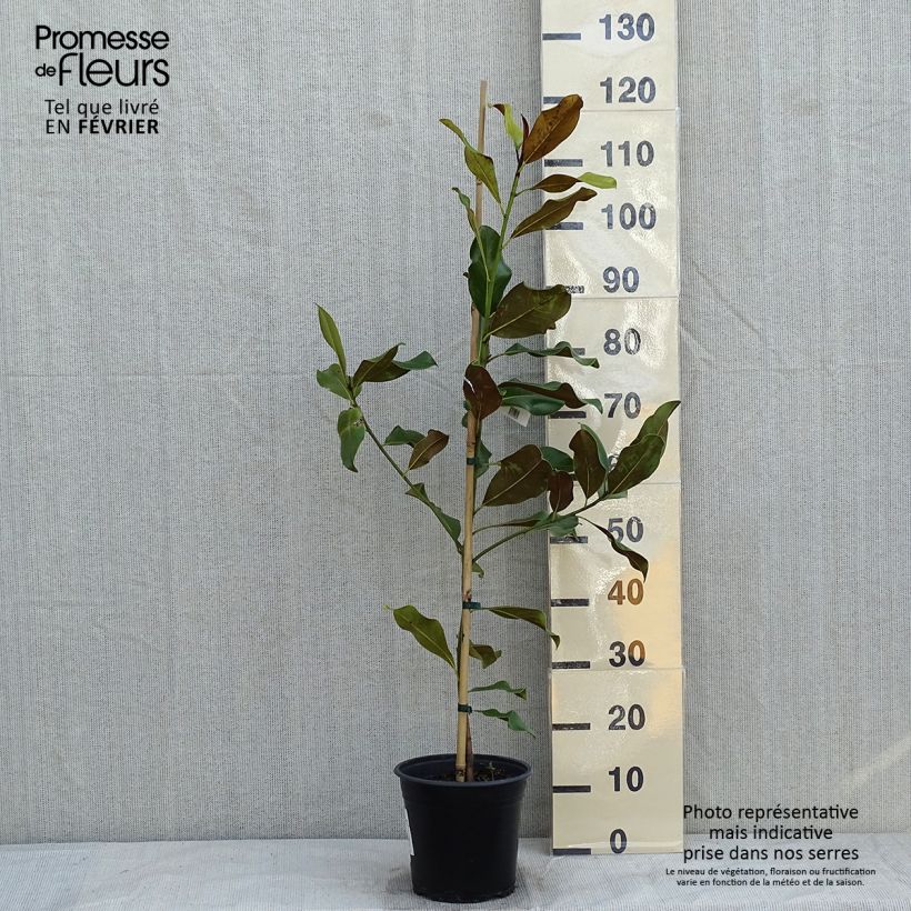 Magnolia grandiflora Bracken's Brown Beauty - Laurier-tulipier en pot de 4l/5l esemplare consegnato in inverno