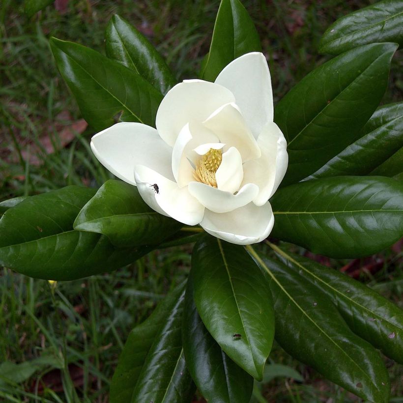 Magnolia grandiflora Ferruginea (Fogliame)