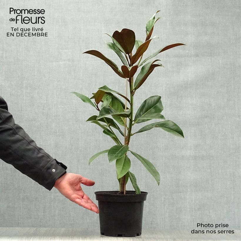 Magnolia grandiflora Galissonière en pot de 4L/5L esemplare consegnato in inverno