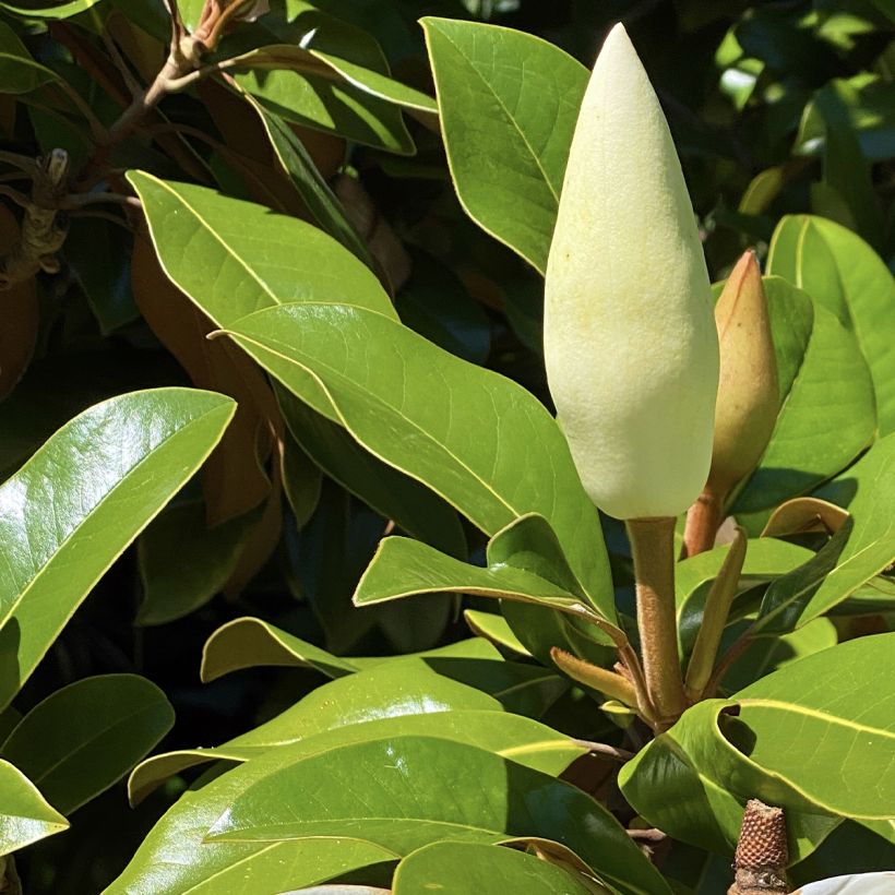 Magnolia grandiflora Goliath (Fogliame)