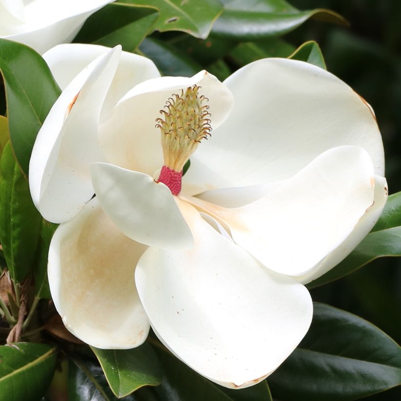 Magnolia grandiflora Goliath (Fioritura)