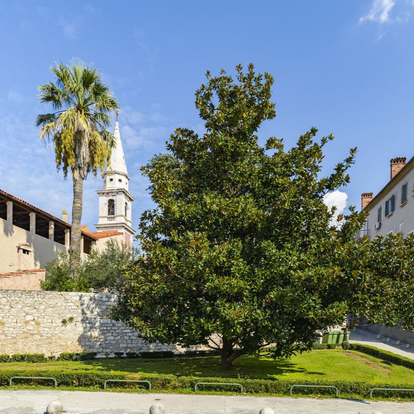 Magnolia grandiflora Goliath (Porto)