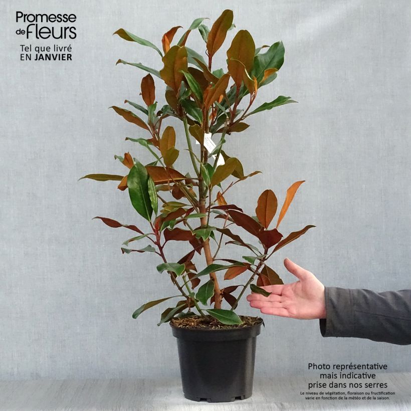 Magnolia grandiflora Kay Parris - Magnolia persistant Pot de 4L/5L esemplare consegnato in inverno