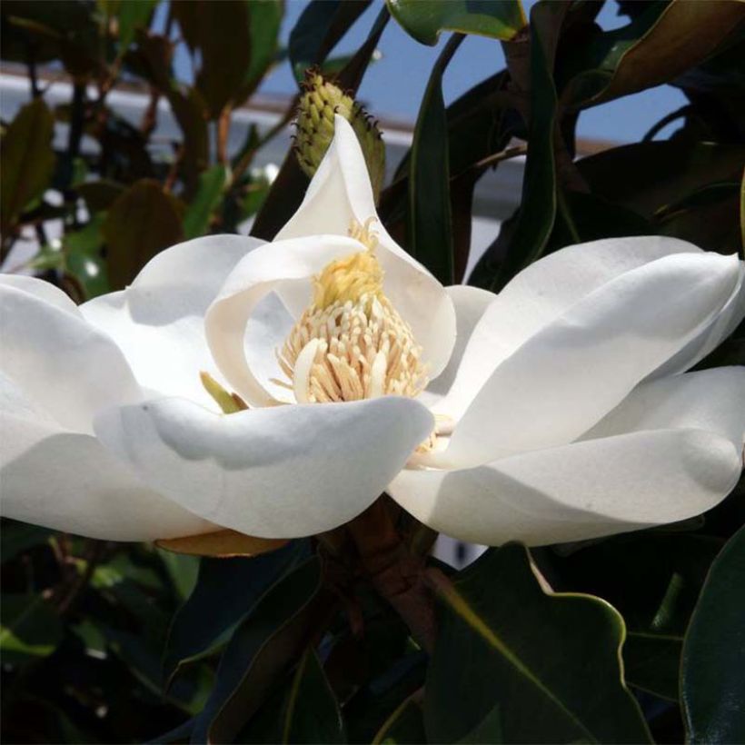 Magnolia grandiflora Little Gem (Fioritura)