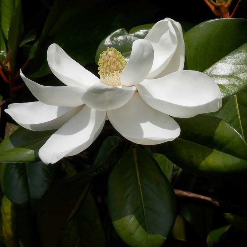 Magnolia grandiflora Treyve (Fogliame)