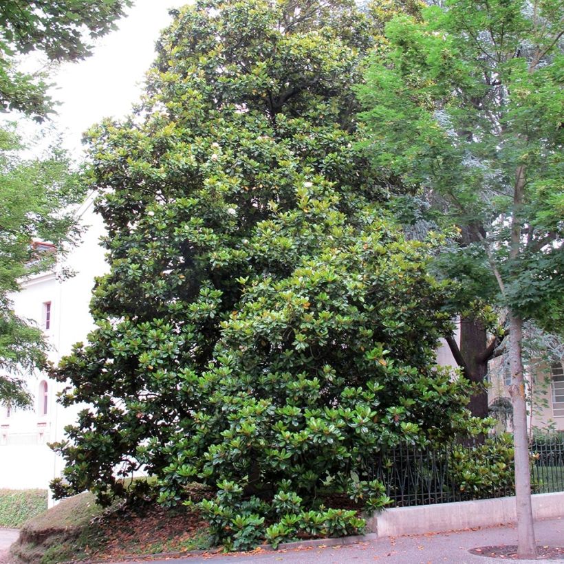 Magnolia grandiflora Treyve (Porto)