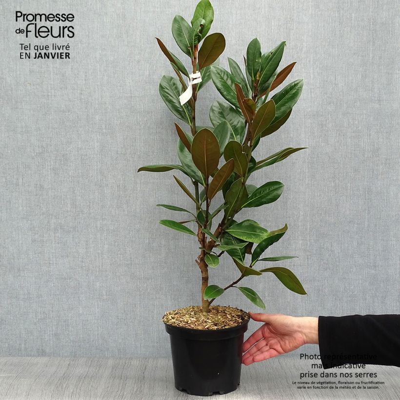 Magnolia grandiflora Treyve en pot de 4/5L esemplare consegnato in inverno