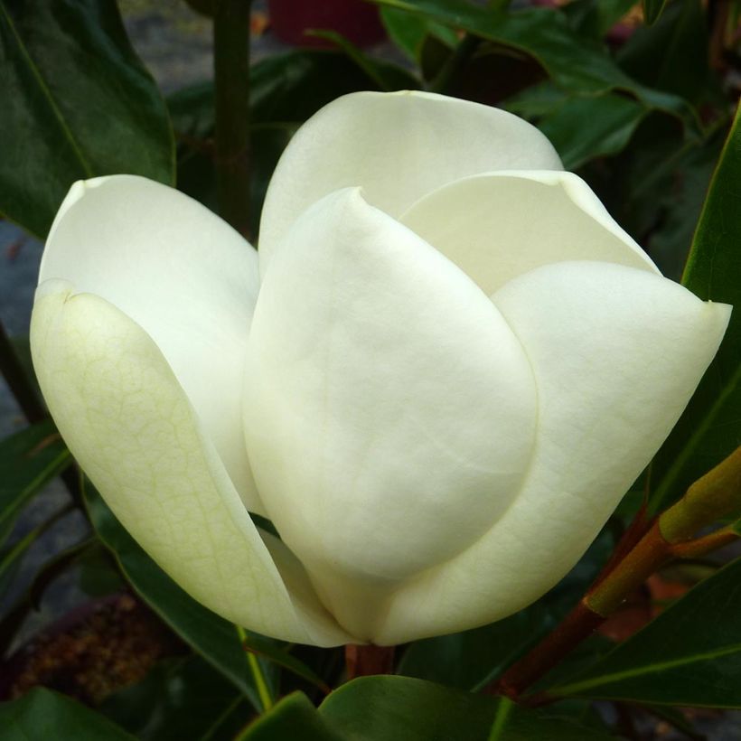 Magnolia grandiflora Kay Parris (Fioritura)