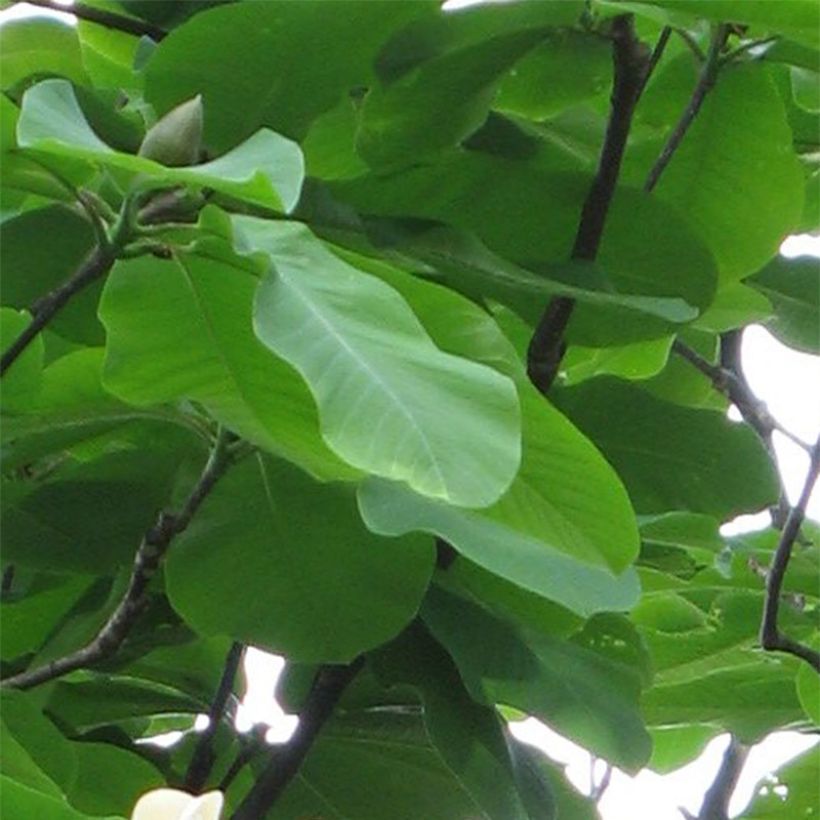 Magnolia hypoleuca (Fogliame)