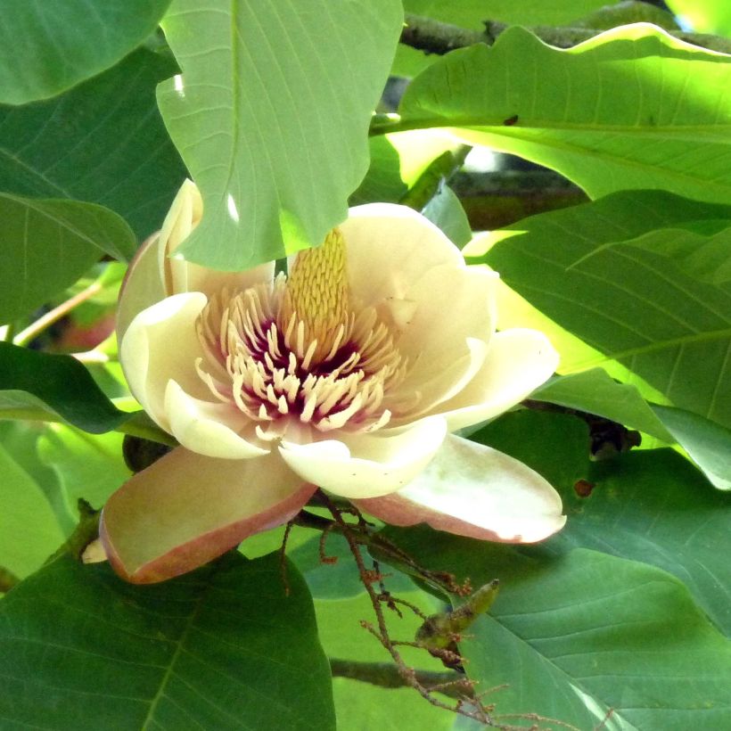 Magnolia hypoleuca (Fioritura)