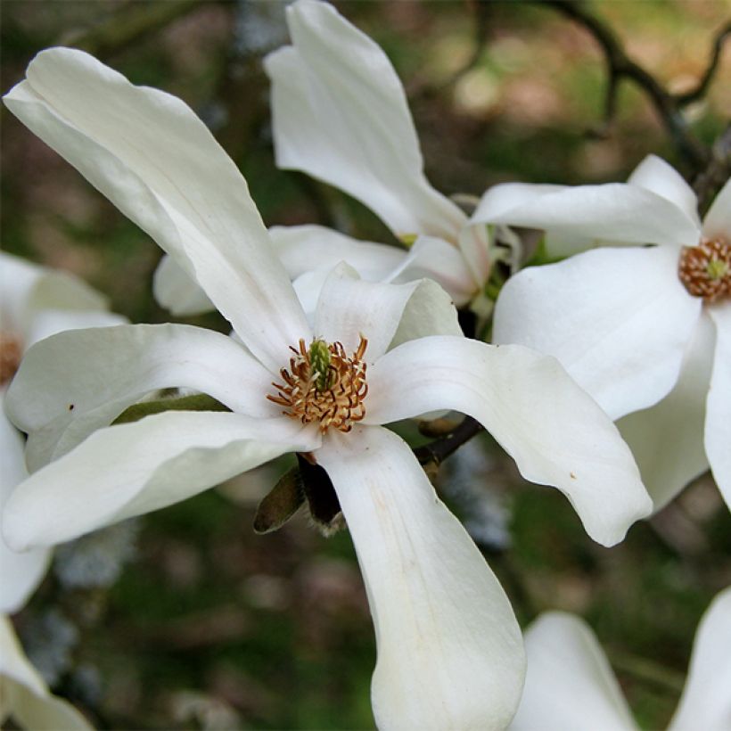 Magnolia kobus (Fioritura)