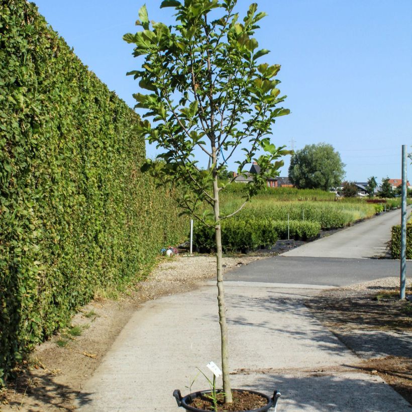 Magnolia kobus - Magnolia de Kobe - Pot de 50L Haute tige 12/14 esemplare consegnato in primavera