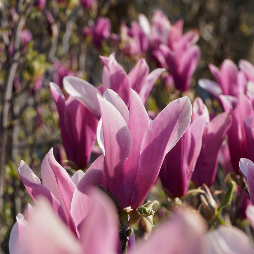 Magnolia liliflora Nigra (Fioritura)