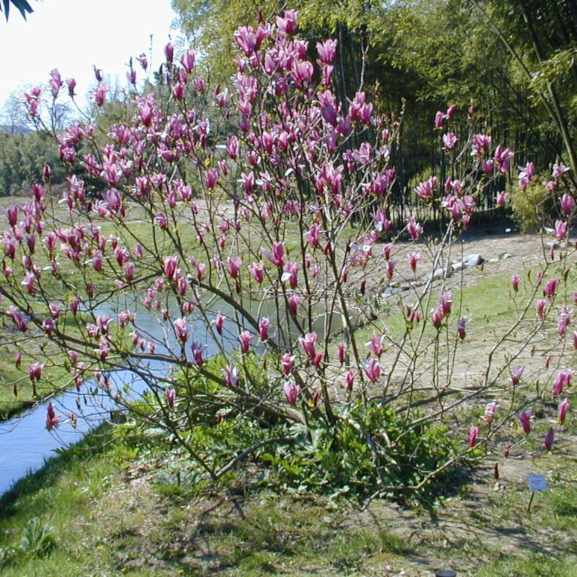 Magnolia liliflora Nigra (Porto)