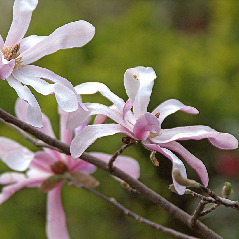 Magnolia Merrill (Fioritura)