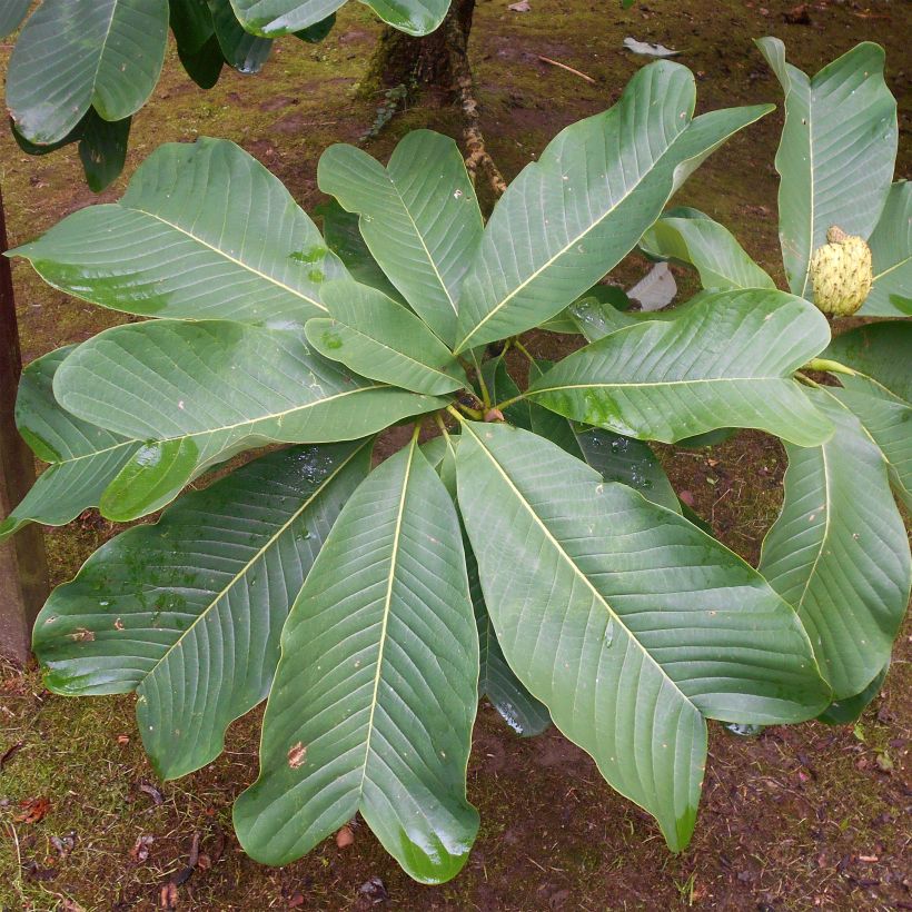 Magnolia officinalis var. biloba (Fogliame)