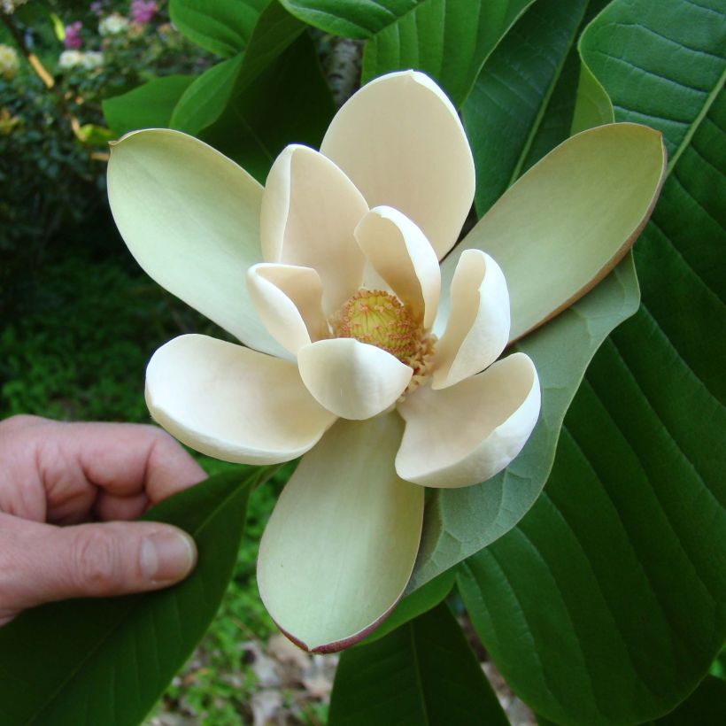 Magnolia officinalis var. biloba (Fioritura)