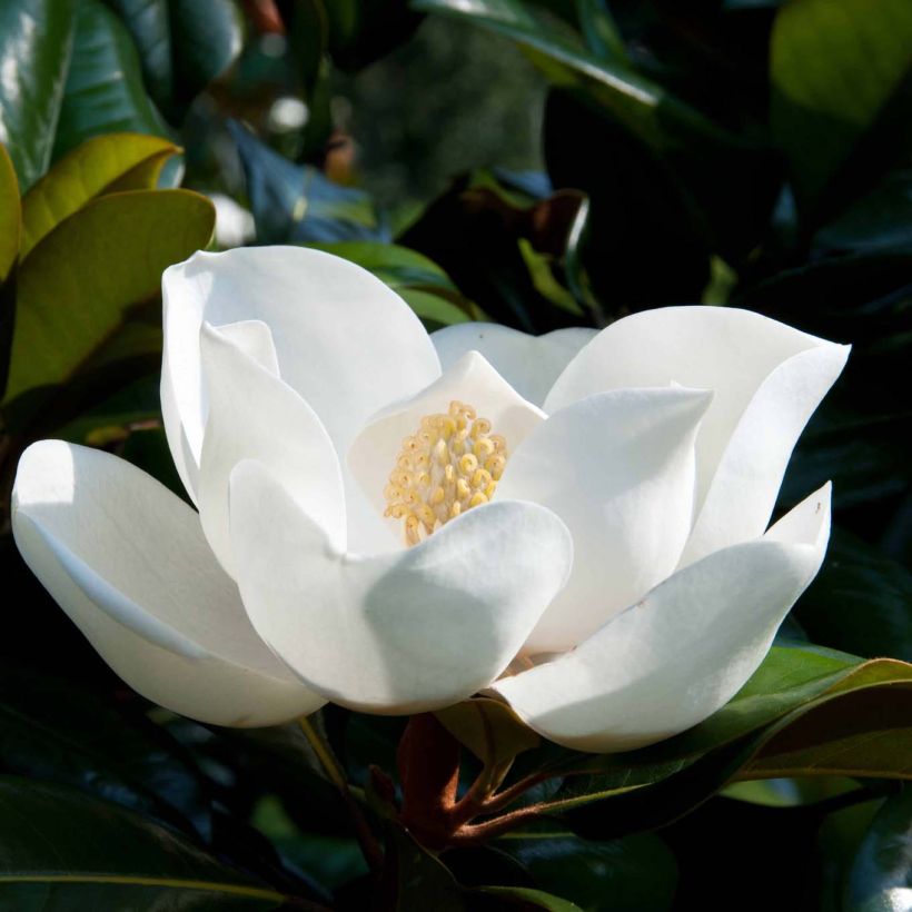 Magnolia grandiflora D.d. blanchard (Fioritura)